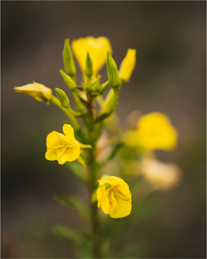 Golden Evening Primrose Bloom