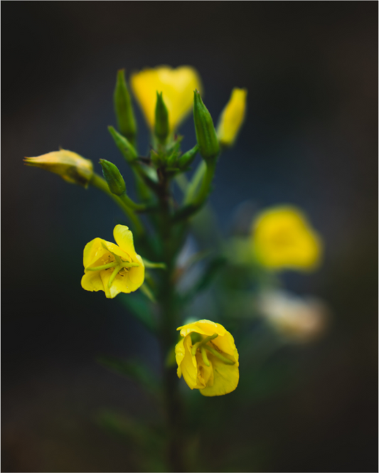 Cool Tone Flowers